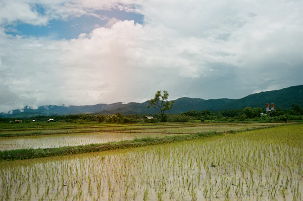 Groene rijstvelden op het Thaise platteland in de Isaan-regio
