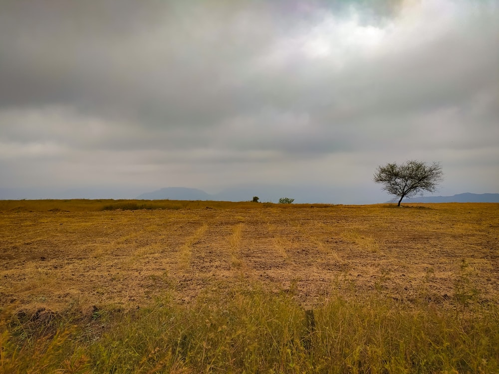 a lone tree in the middle of a field