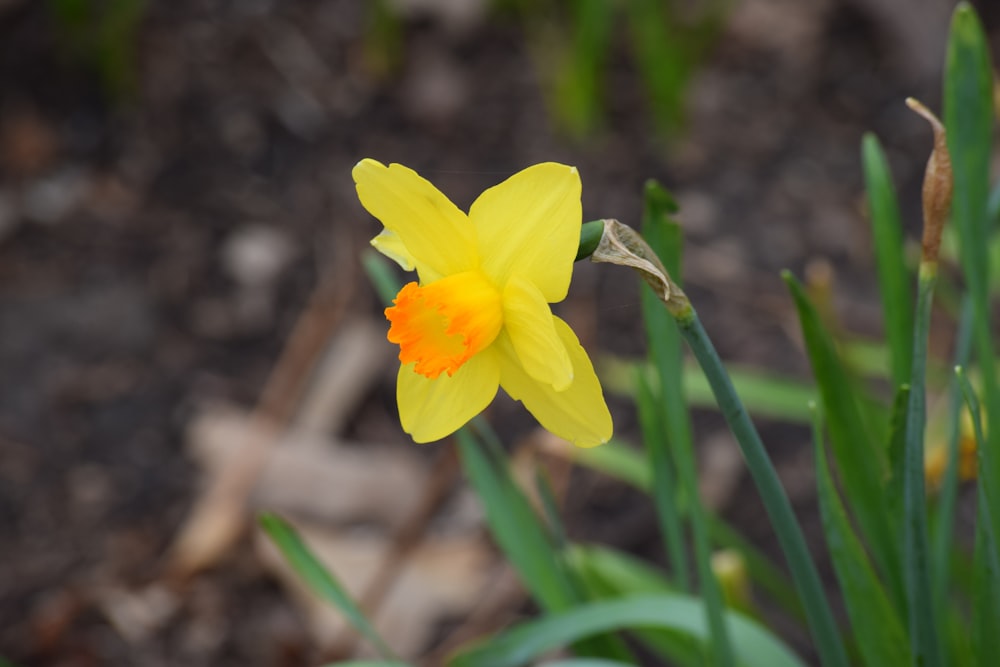 a close up of a yellow flower with green leaves