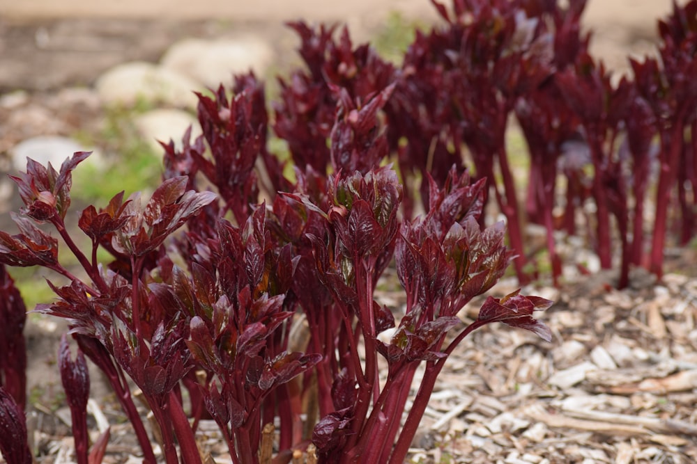 a close up of a bunch of red plants