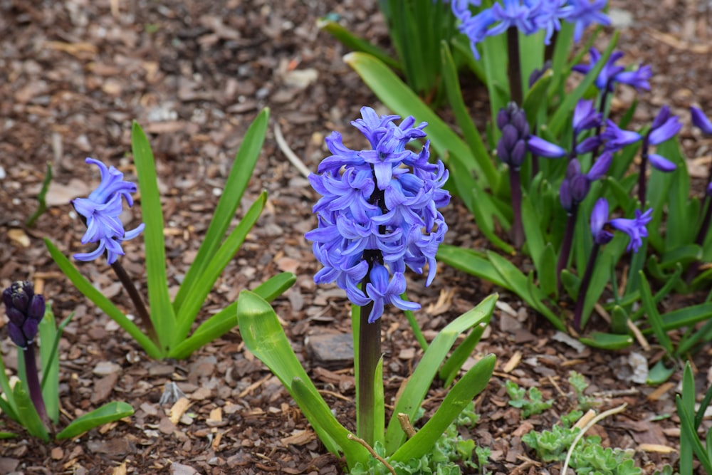 a group of blue flowers growing in the dirt