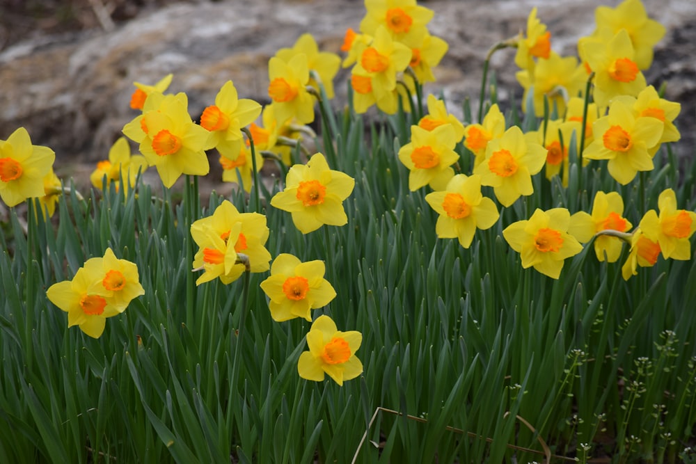 a bunch of yellow flowers that are in the grass