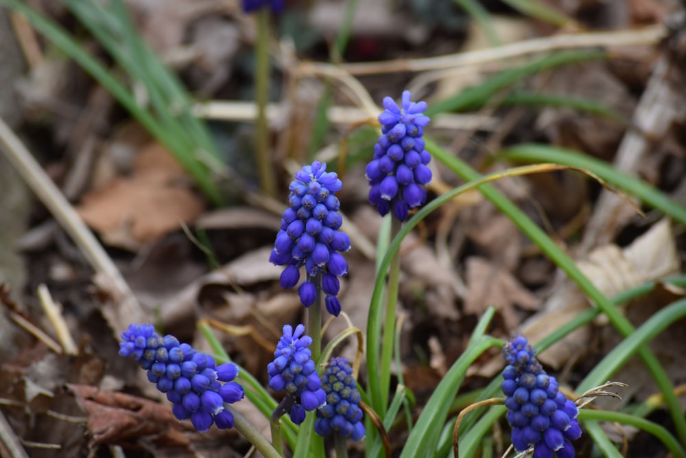 a group of blue flowers sitting on top of a forest floor