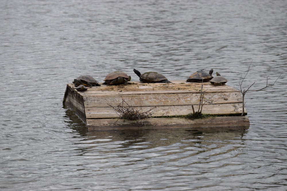 a group of turtles sitting on top of a wooden box in the water