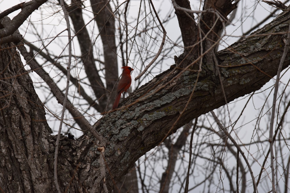 a red bird perched on a tree branch