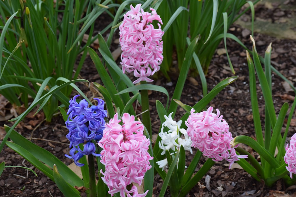 a bunch of flowers that are in the dirt