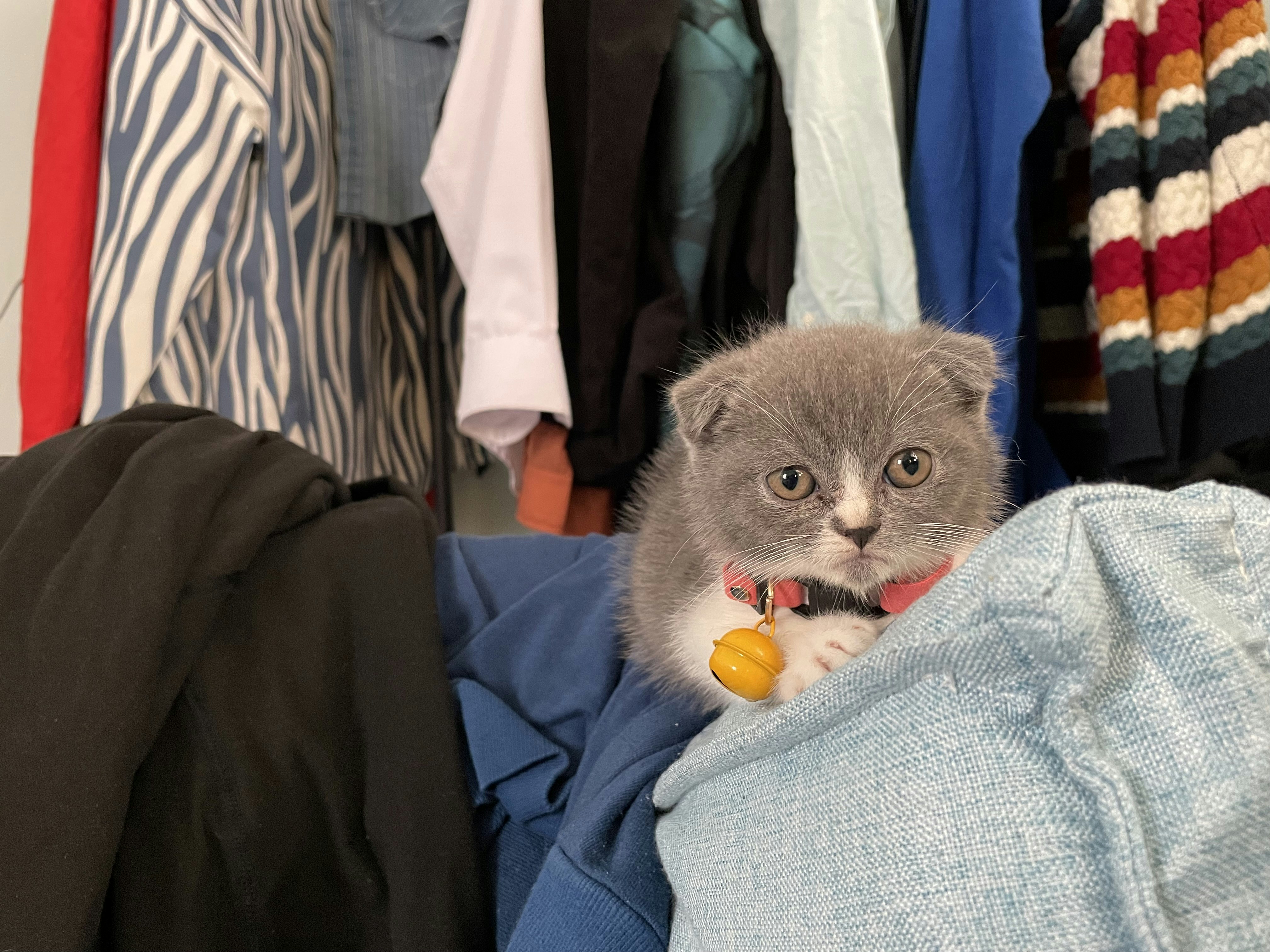 Scottish Fold: The Owl-Like Charmers (image credits: unsplash)