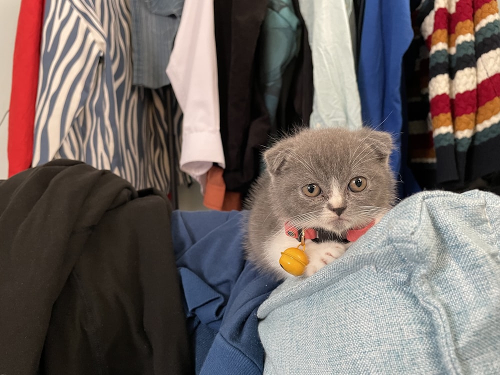 a grey and white cat sitting on top of a pile of clothes