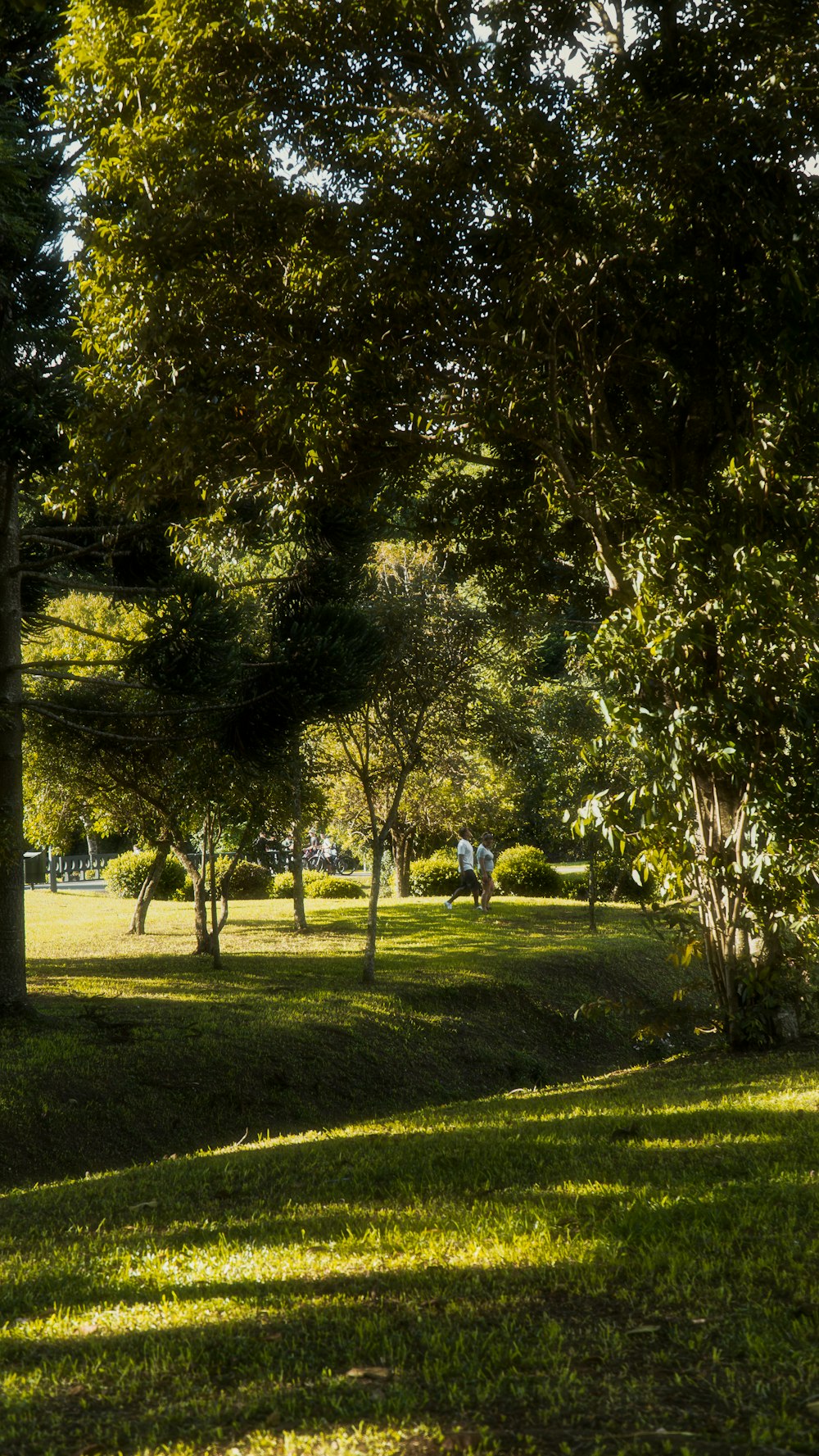 um grupo de pessoas sentadas em cima de um campo verde exuberante