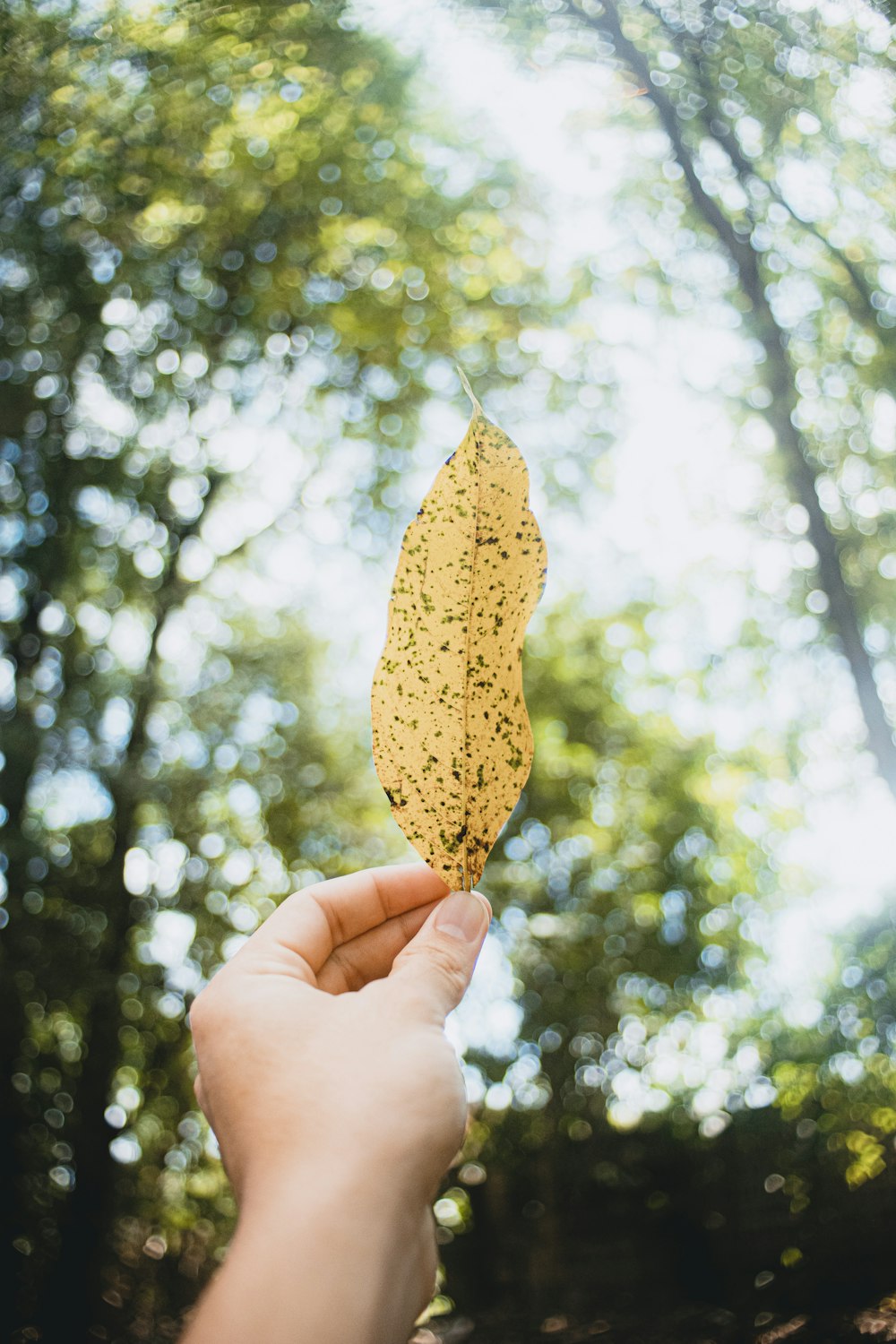 a person holding a leaf in front of a forest