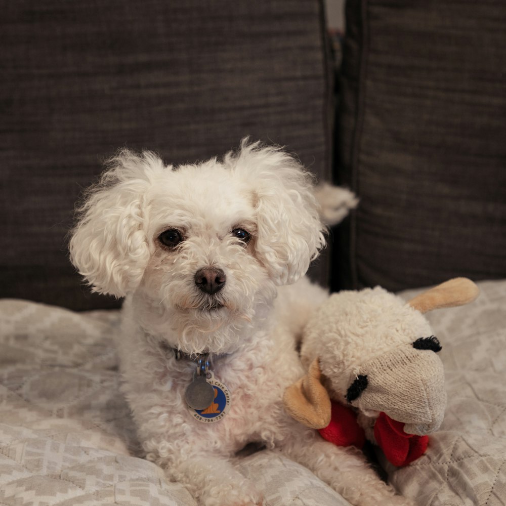 a small white dog sitting on top of a bed holding a stuffed animal