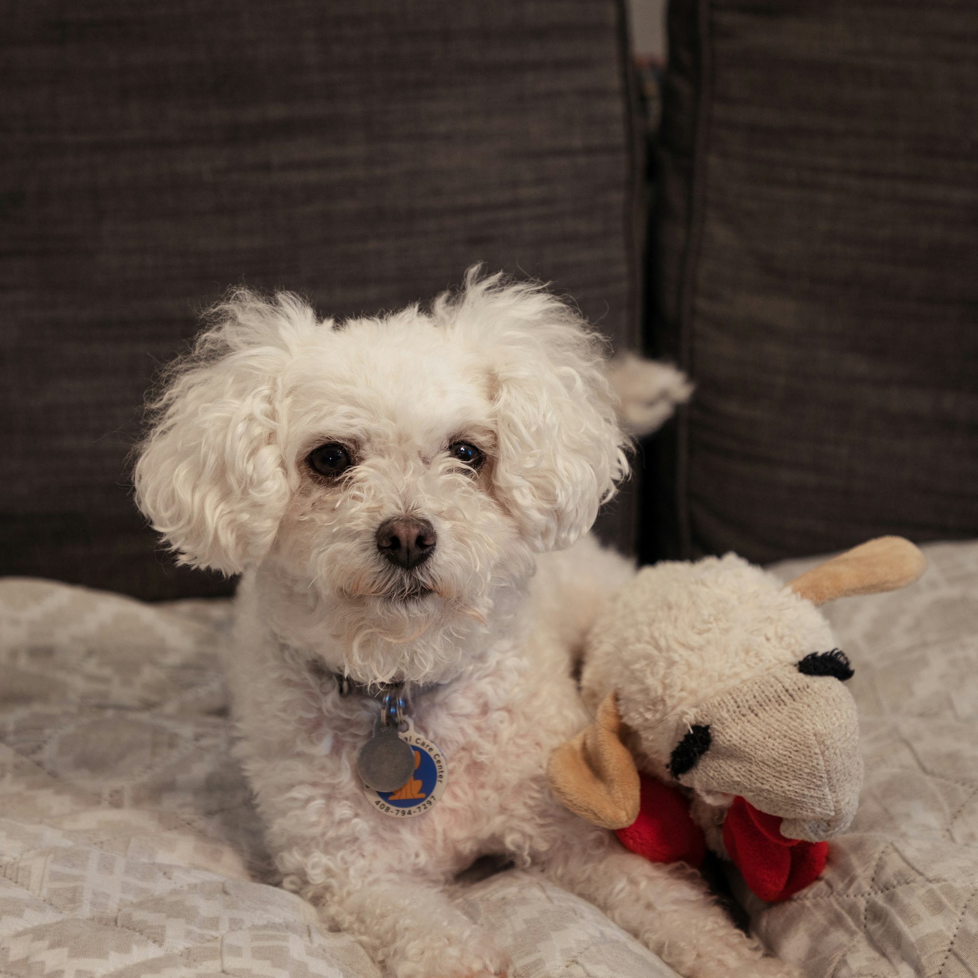 Maltipoo maltese mix