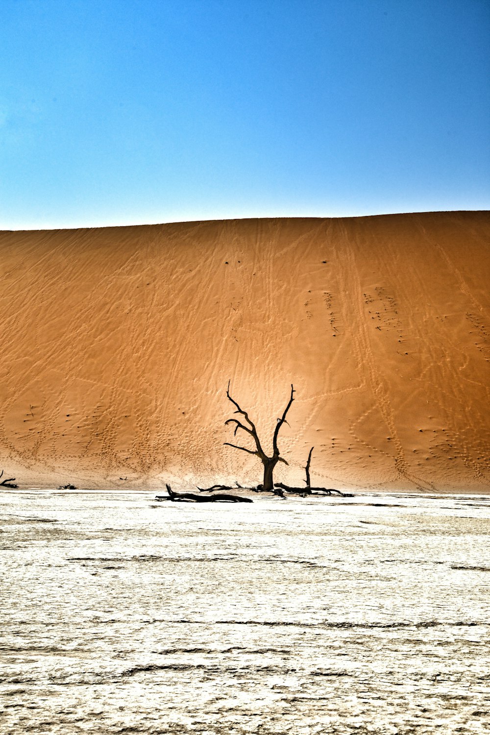 a lone tree in the middle of a desert