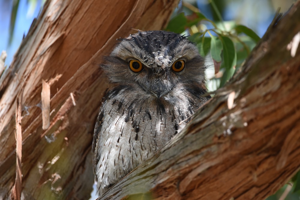 an owl sitting in a tree looking at the camera