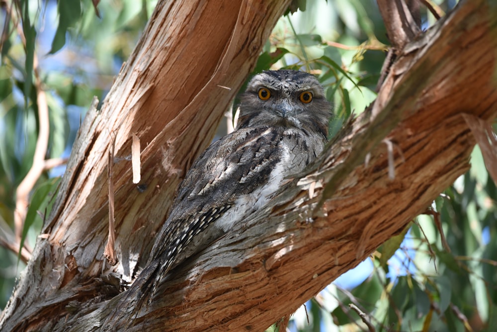 an owl sitting in a tree looking at the camera