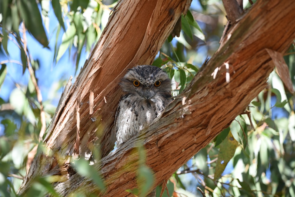 an owl is sitting in a tree looking at the camera