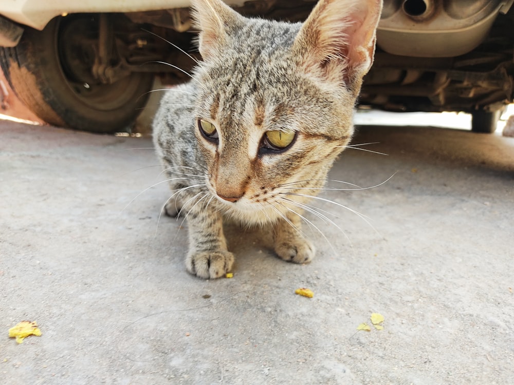 a cat is standing in front of a car