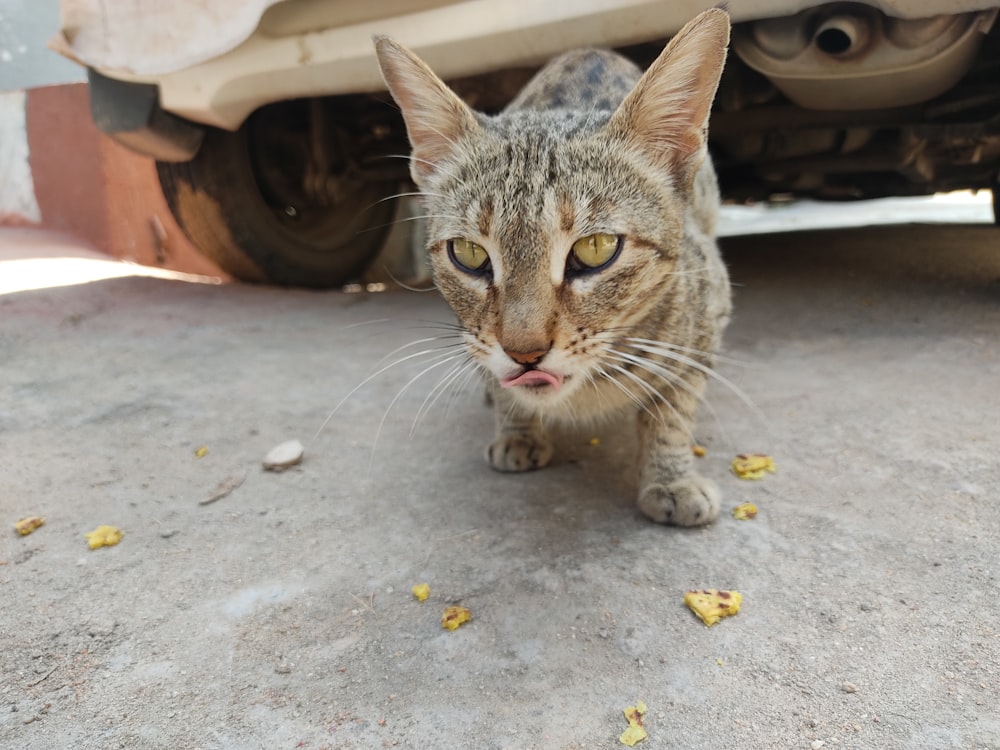 a cat is standing in front of a car