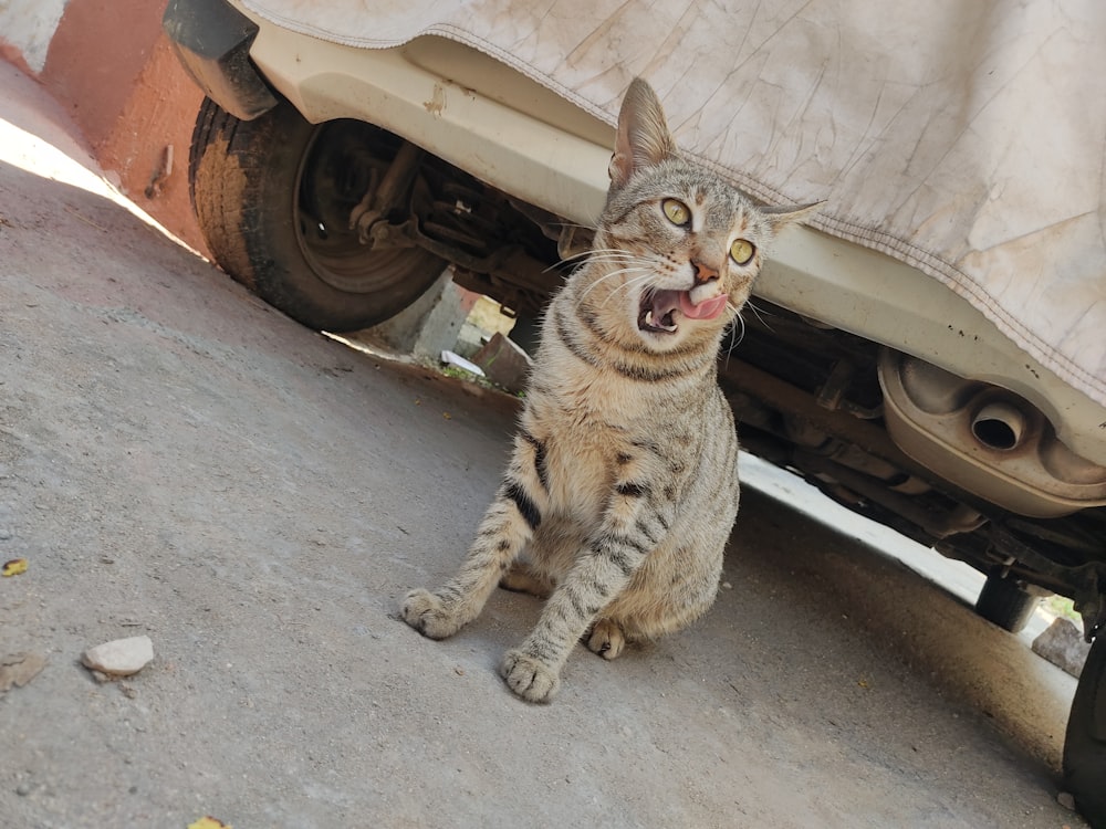 a cat that is sitting under a car