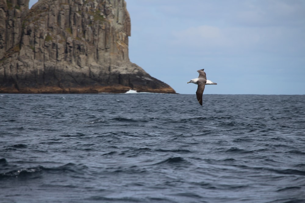 a bird flying over a body of water