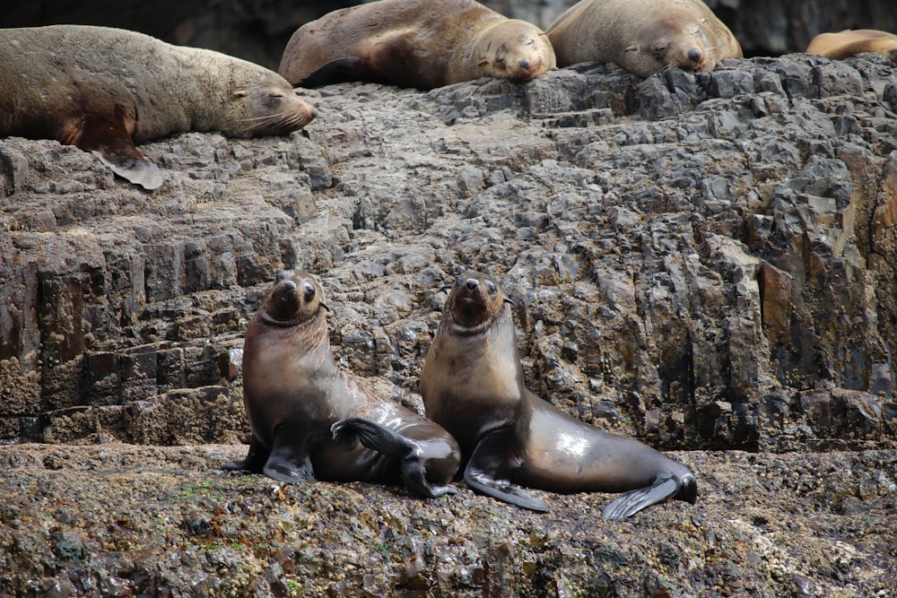 a group of sea lions lounging on the rocks