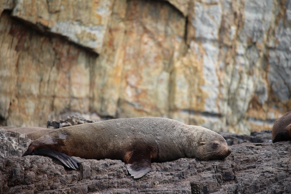 a couple of animals that are laying on some rocks