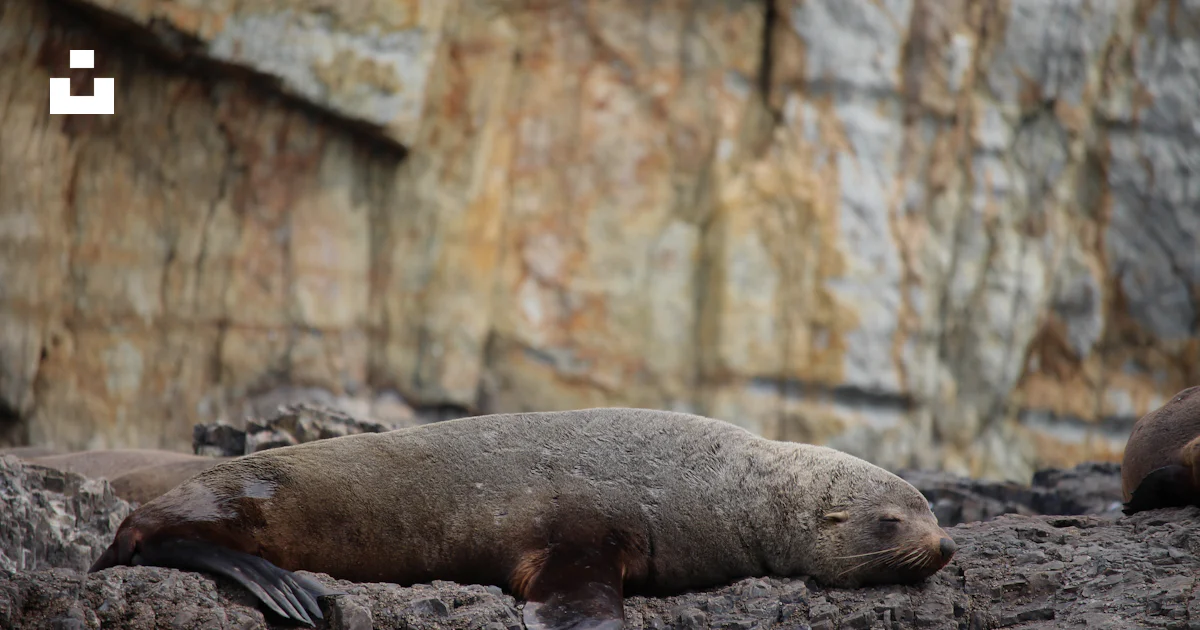 Animals That Collect Rocks A couple of animals that are laying on some rocks photo – Free Tasmania ...