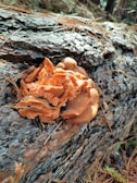 Orange mushrooms grow on a decaying tree trunk in a forest setting, with pine needles scattered on the ground.
