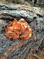 Orange mushrooms grow on a decaying tree trunk in a forest setting, with pine needles scattered on the ground.