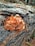 Orange mushrooms grow on a decaying tree trunk in a forest setting, with pine needles scattered on the ground.