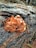 Orange mushrooms grow on a decaying tree trunk in a forest setting, with pine needles scattered on the ground.