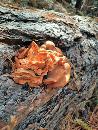 Orange mushrooms grow on a decaying tree trunk in a forest setting, with pine needles scattered on the ground.