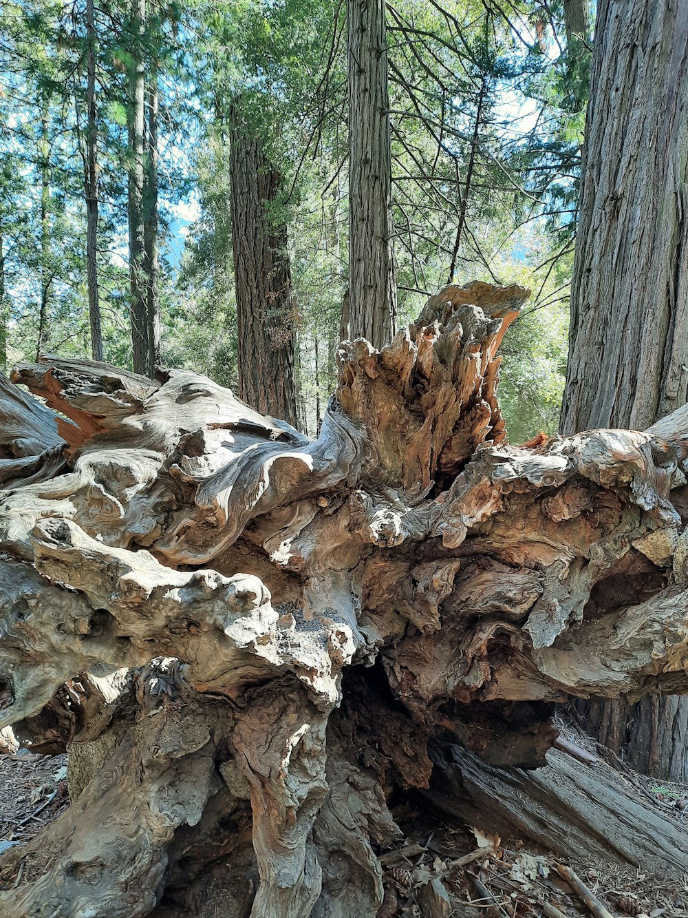 a large tree stump in the middle of a forest