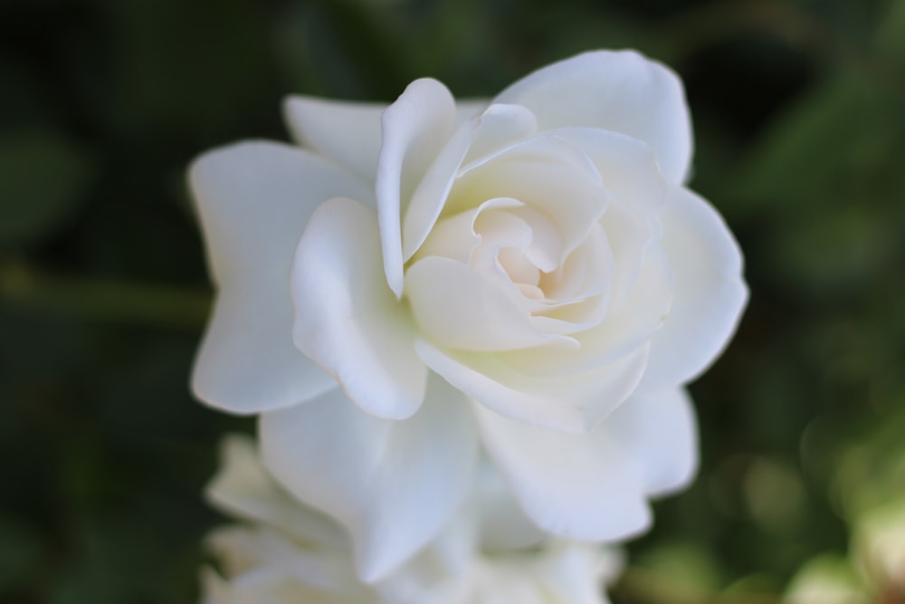 a close up of a white flower with a blurry background