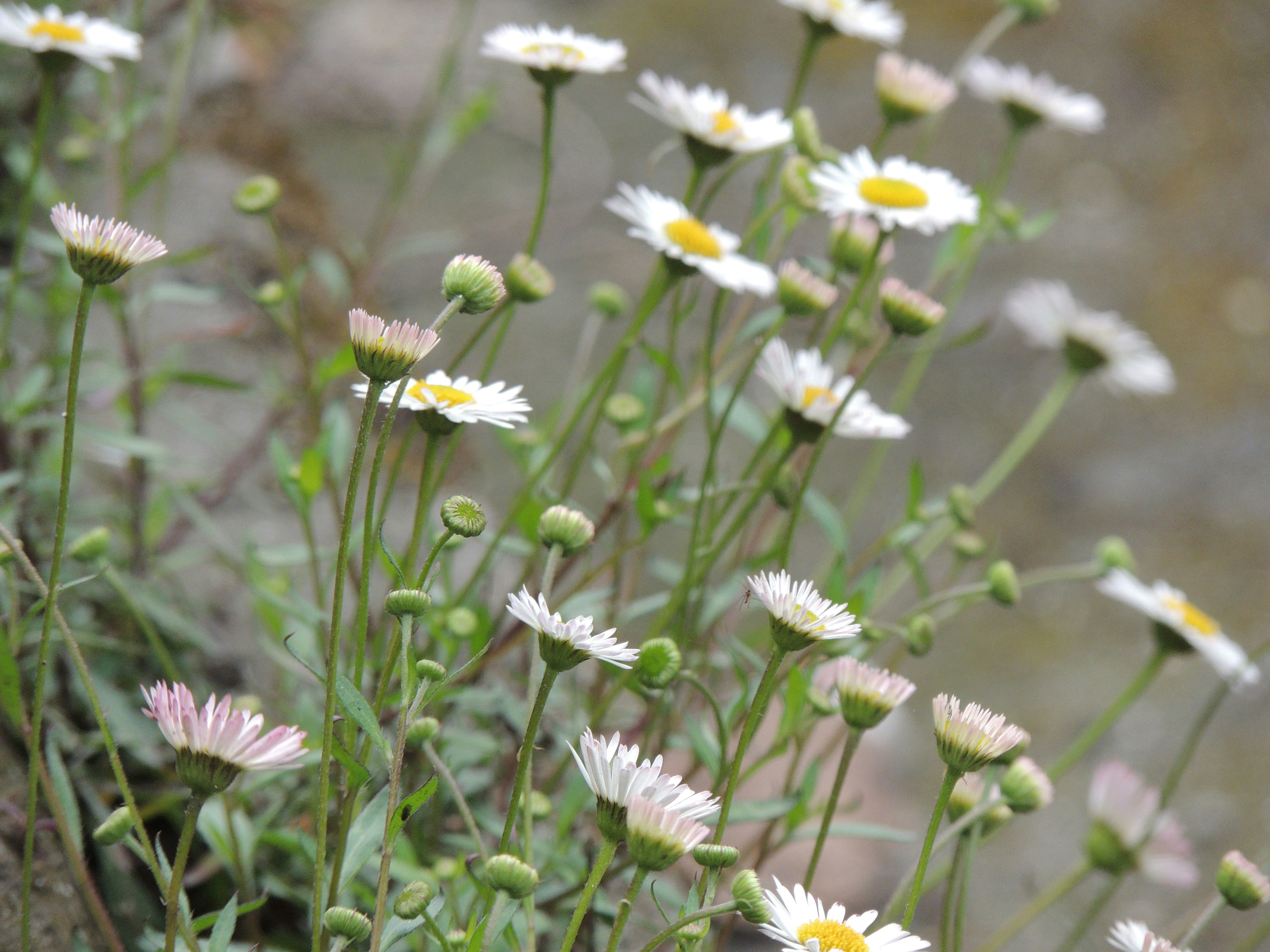 Photo by sreyabwowza