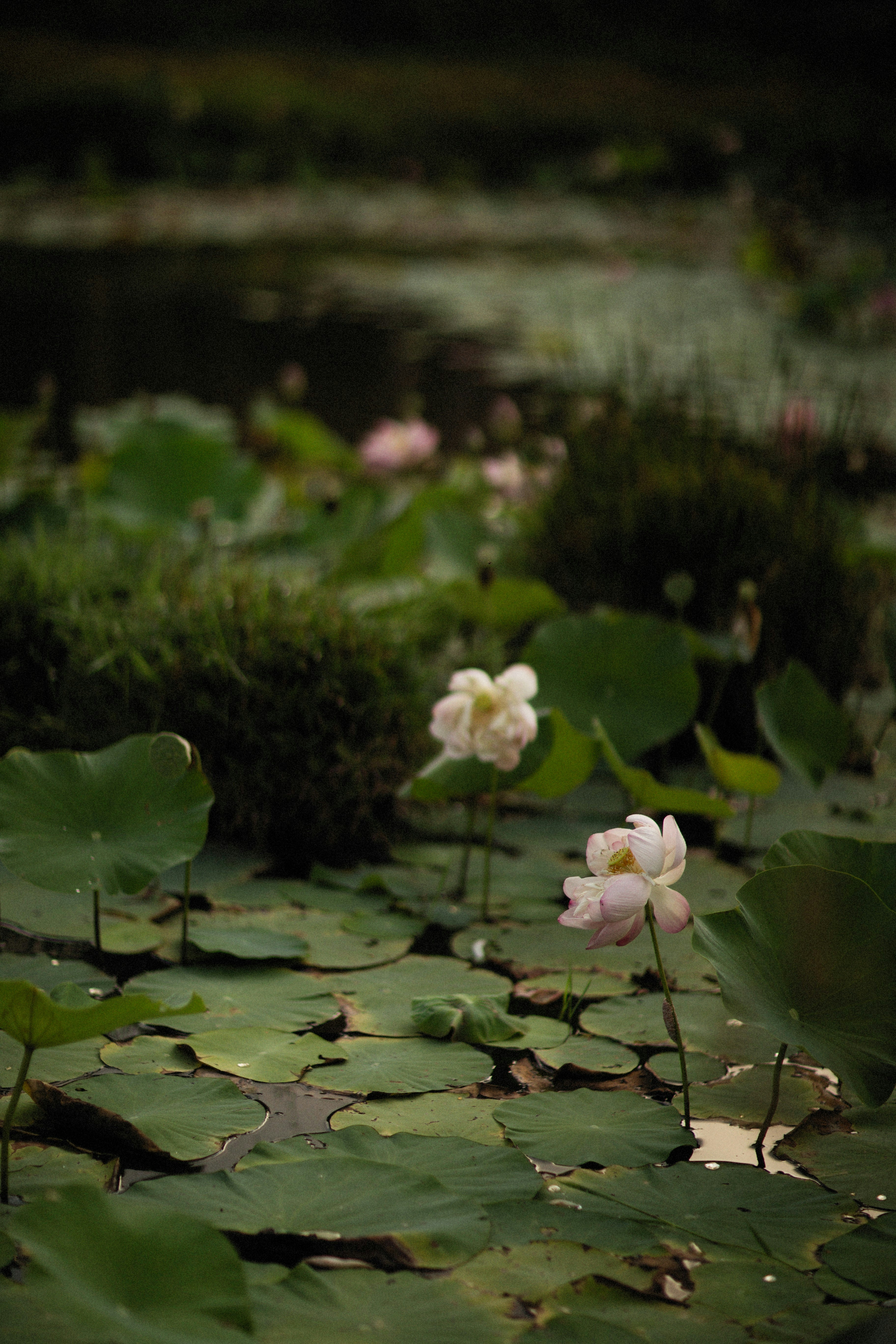 Photo by alexeydemidov
