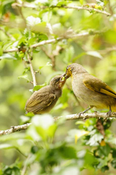 A caring volunteer gently feeding a rescued baby bird in a sunlit forest clearing.