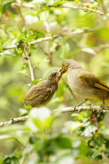 An adult bird feeds a young bird while perched on a branch amidst lush green foliage. The birds are interacting closely, with the surrounding environment brightened by natural light.