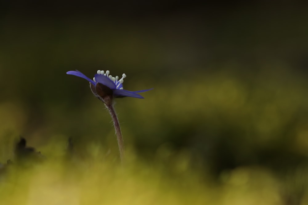 a blue flower with white stamens in a field