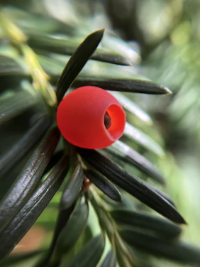 A serene close-up of fresh moringa leaves and seabuckthorn berries resting on rustic wooden surface.