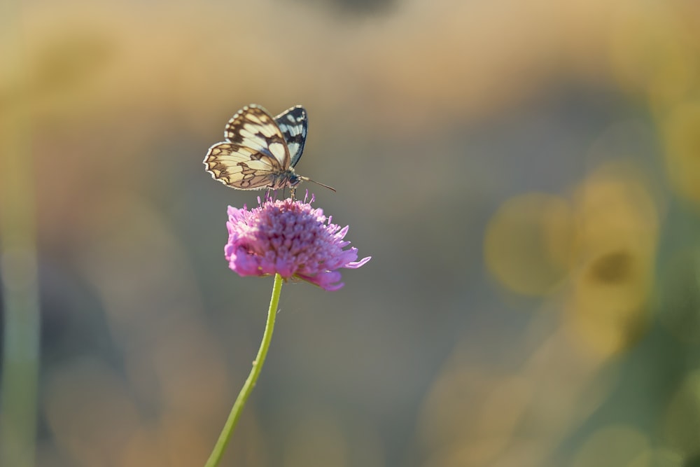 a butterfly sitting on top of a pink flower