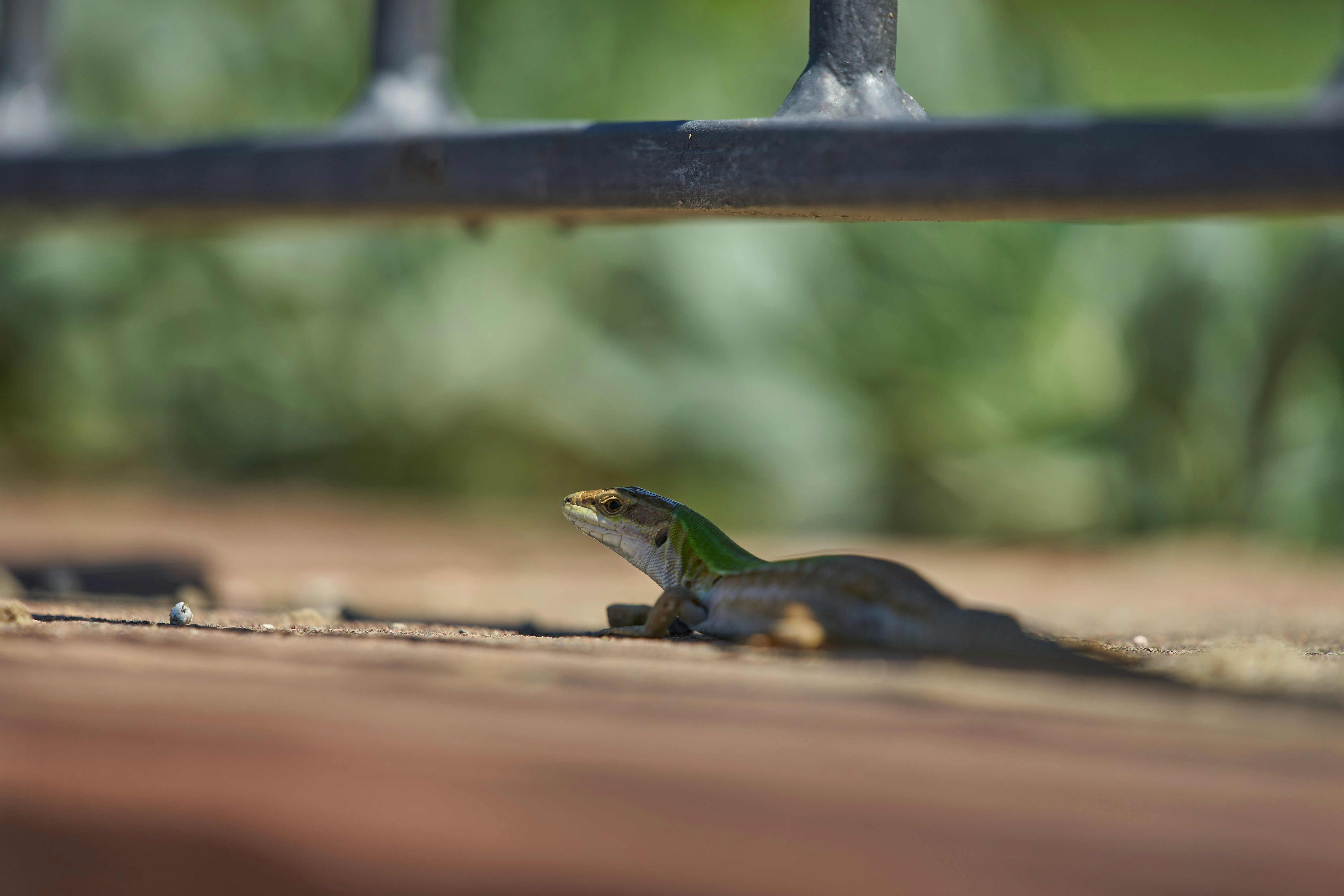 Photo by wolfgang_hasselmann