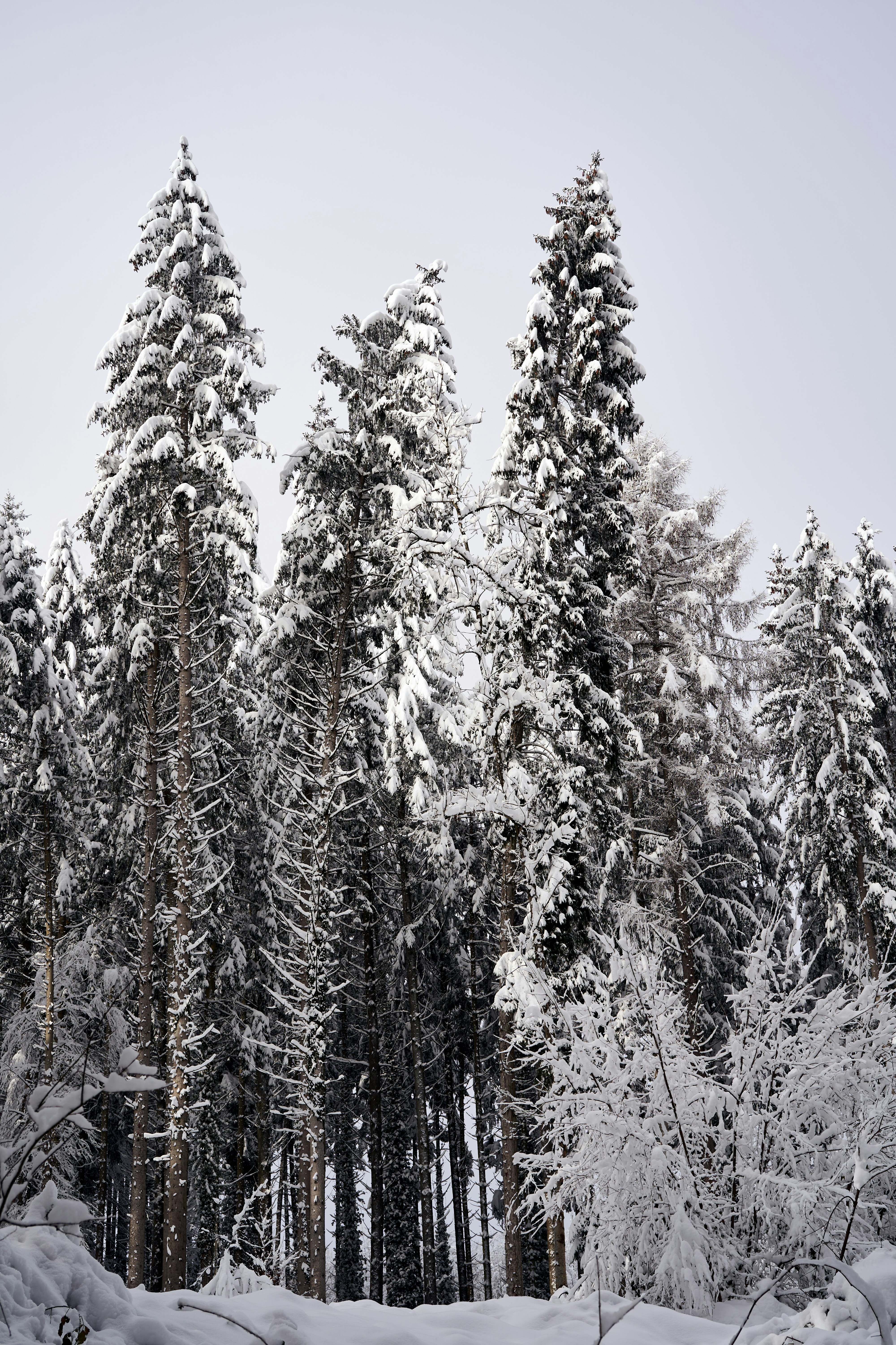 Photo by wolfgang_hasselmann