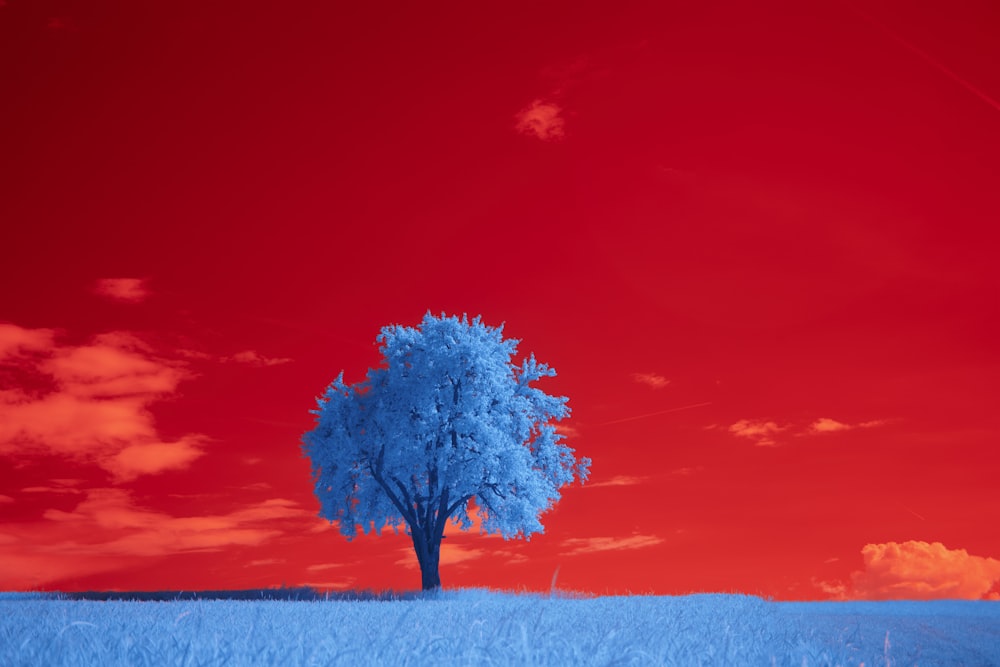 a lone tree in a field with a red sky in the background
