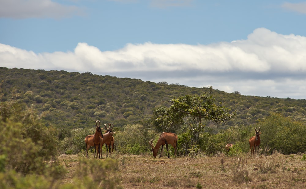 a herd of horses standing on top of a grass covered field