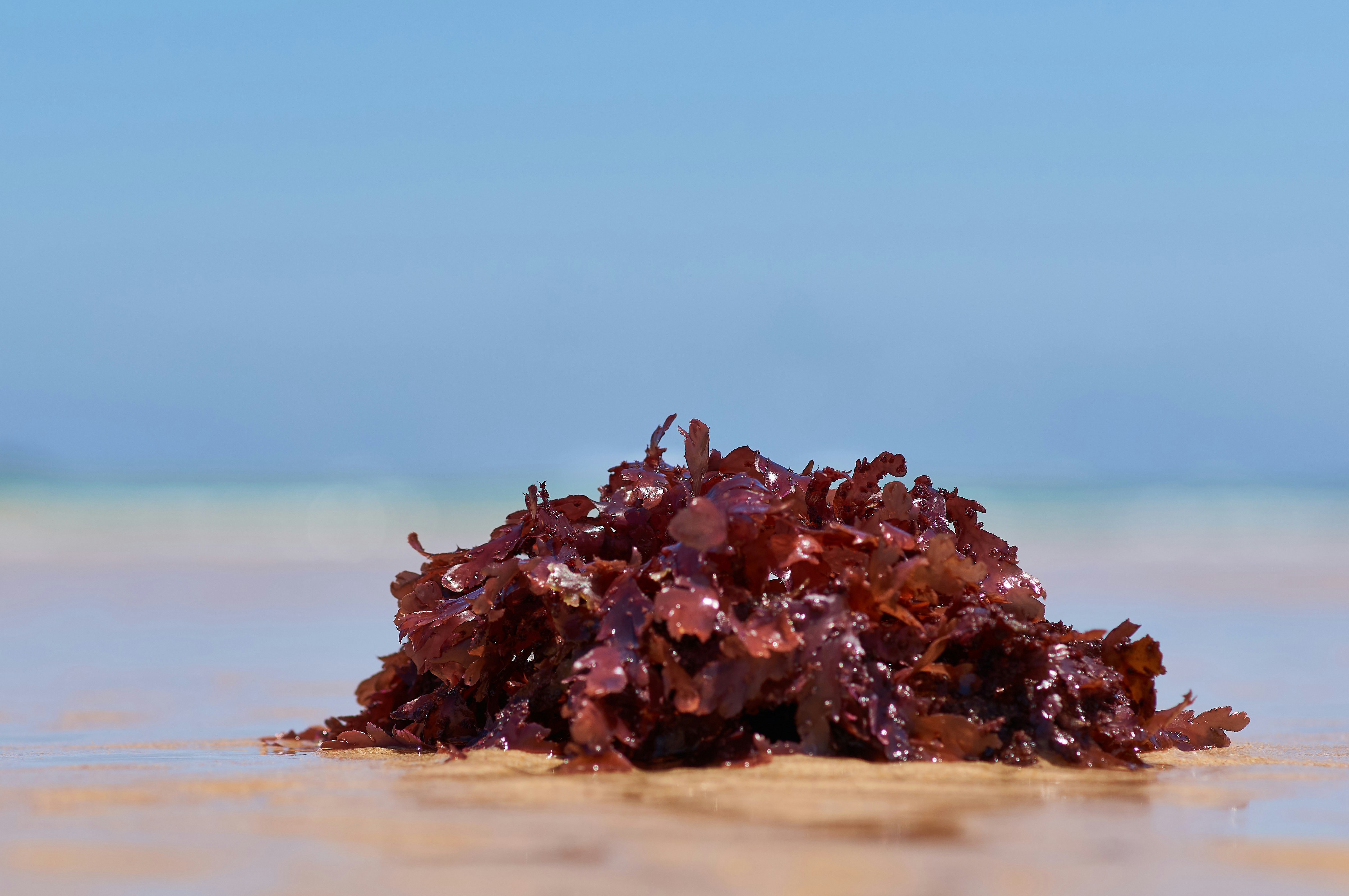 a pile of seaweed sitting on top of a sandy beach