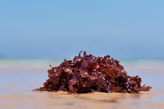 a pile of seaweed sitting on top of a sandy beach