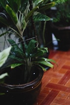 A potted green plant with broad leaves is placed on a tiled floor, showing some moisture on the leaves, indicative of watering or recent rain.
