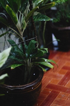 A potted green plant with broad leaves is placed on a tiled floor, showing some moisture on the leaves, indicative of watering or recent rain.