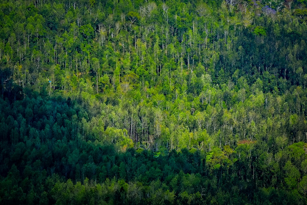 Une forêt remplie de nombreux arbres verts